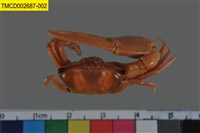 藏品(北方丑招潮蟹)的圖片